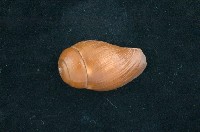 藏品(舞袖渦螺)的圖片